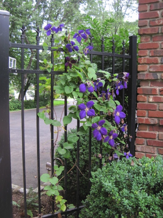 Clematis on Iron Fence