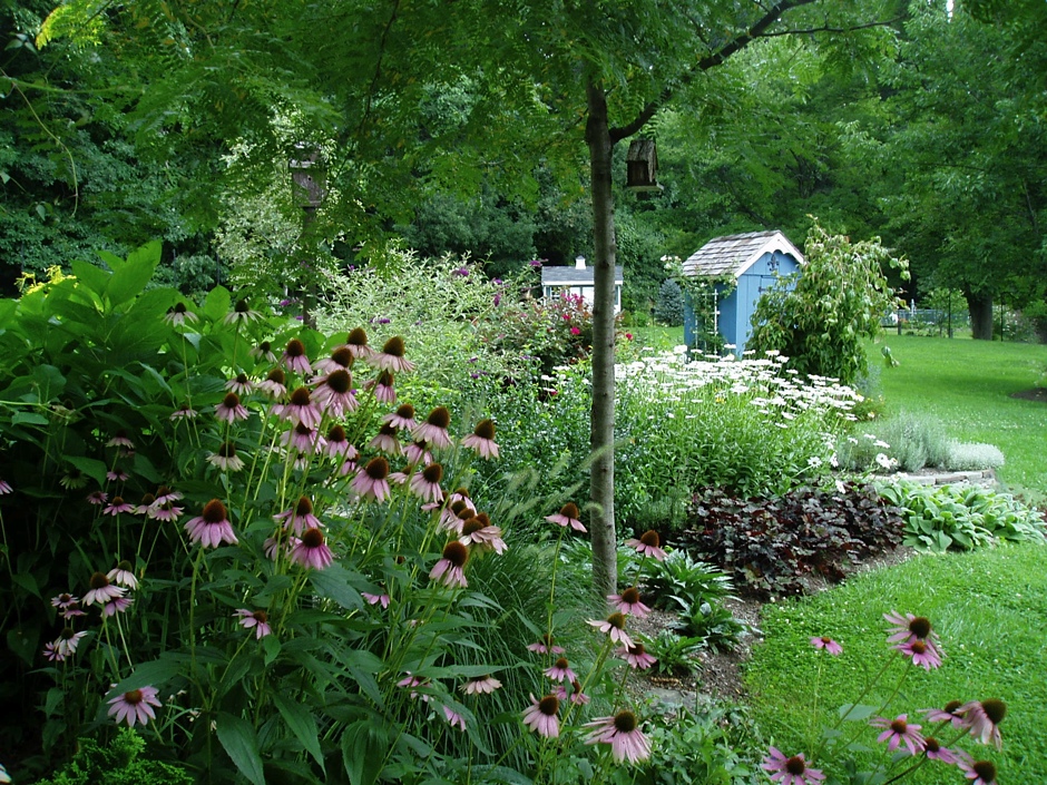 Coneflower Bed