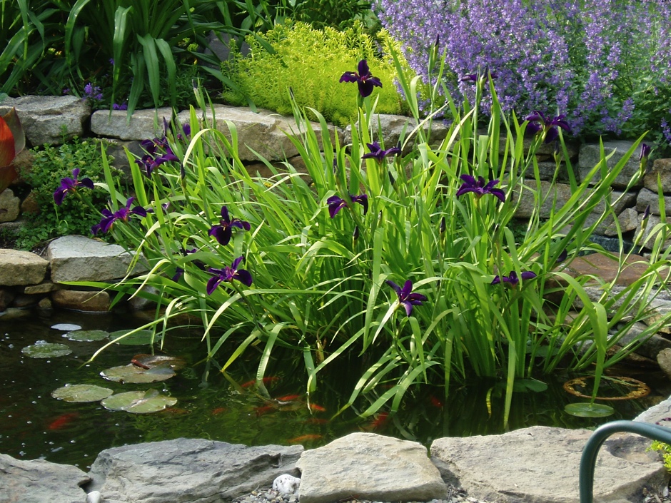 Iris in Pond Sterling
