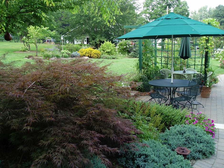 Japanese Maple Patio Sterling Garden