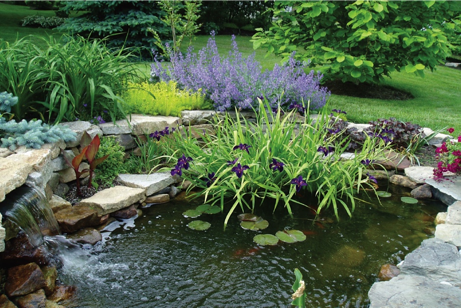 Pond with Iris
