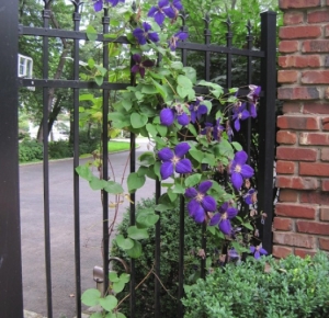 Clematis on Iron Fence