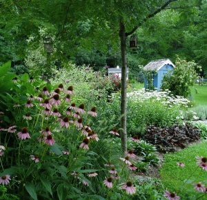 Coneflower Bed