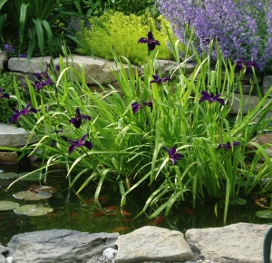 Iris in Pond Sterling