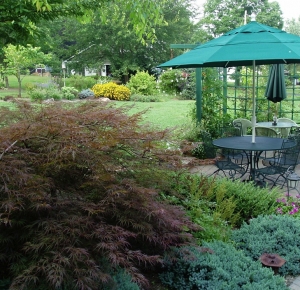 Japanese Maple Patio Sterling Garden