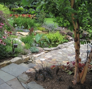 Patio Pond with River Birch