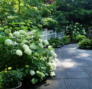 Patio with Hydrangeas