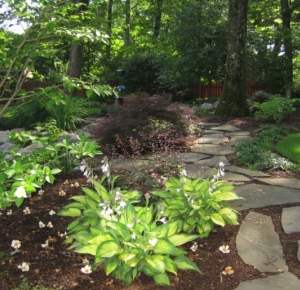 Stepping Stone Path and Hosta