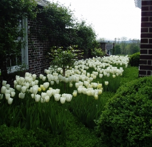 White Tulips