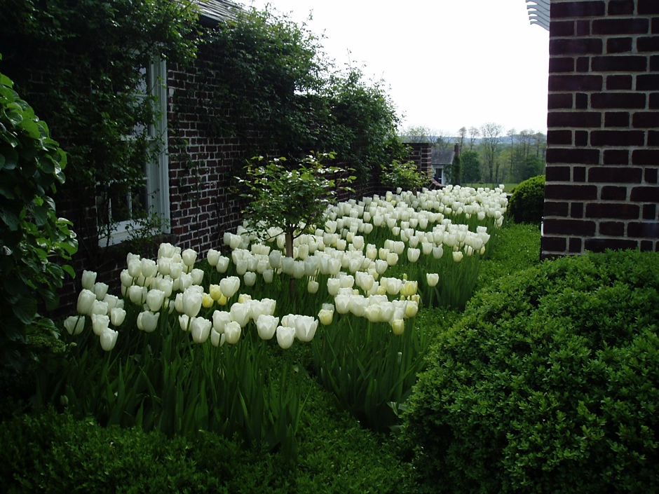 White Tulips