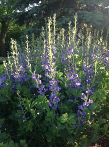 Baptisia