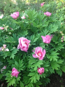 Peony