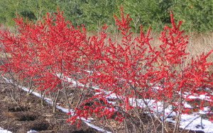 Winter Red Winterberry Holly