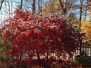 fall color - Acer palmatum 'Kasagi yama'