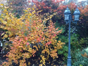 fall color - fothergilla & jap maple