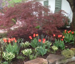 Orange tulips & Hosta