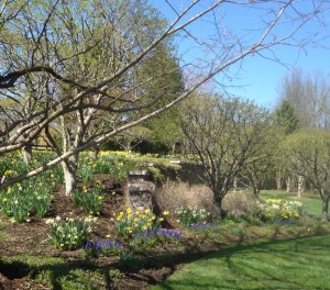 Daffodils; Hyacinths; Grape Hyacinths (Muscari) and Squill (Scilla) April 12, 2016