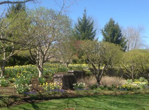 spring 2016 - Daffs & Hyacinths 2