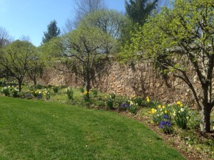 spring 2016 - Daffs & Hyacinths 3