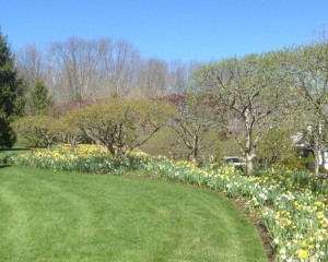spring 2016 large bed top of wall 4-12-16