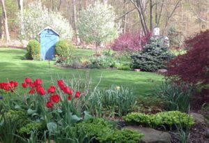 tulips & crabapples