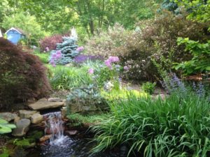Bartley pond and garden 5-31-16