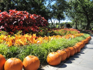 Copy of Copy of pumpkins