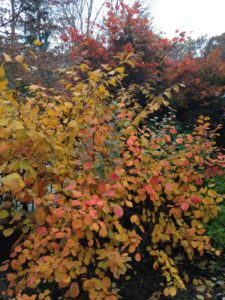 Fall color - fothergilla
